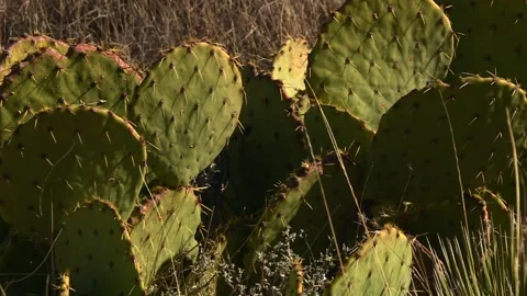 Prickly pear cactus with green paddle shaped pads, sharp spines surrounded by Stock Footage 336749611