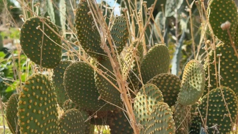 Prickly pear cactus with green pads and thorns in natural sunlight, suitabl.. Stock Footage 324811293