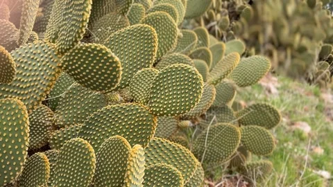Prickly pear cactus with green pads and yellow spines in natural desert gar.. Stock Footage 329468464