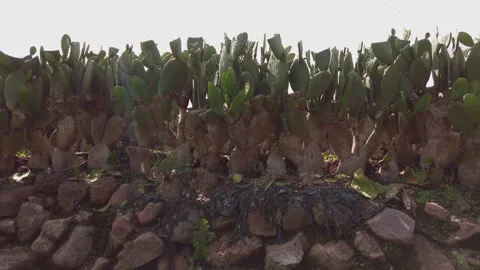 Prickly Pear Cactus Growing Along Stone Wall in Dry Landscape of Oaxaca Mexico Stock Footage 342003765