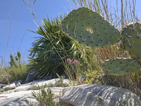 Prickly pear cactus grows among wild plants on a rocky hillside in Alicante.. Stockfoto's