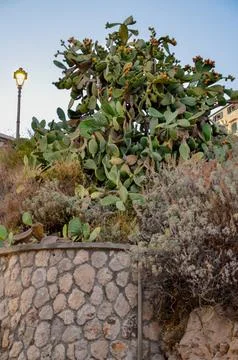 Prickly Pear Cactus with Lamp Post Stock Photos