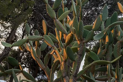 Prickly pear cactus in last rays of the setting sun Stock Photos