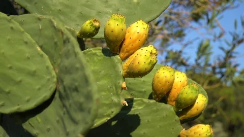 Prickly Pear Cactus Leaf with Fruit Stock Footage 93089503
