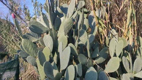Prickly pear cactus with mountain behind. Opuntia ficus-indica fruit edible. Stock Footage 131689446