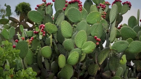 Prickly Pear Cactus Opuntia Red Fruit Growing Outdoors Mexico City Area Stock Footage 342574485