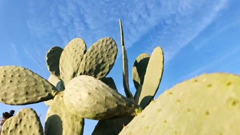 Prickly Pear Cactus Pads Against Blue Sky Stock Footage 341136654