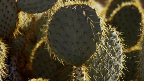Prickly pear cactus pads with sharp spines in sunlight Stock Footage 329816386