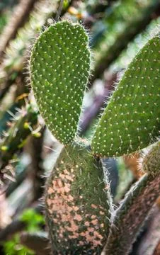 Prickly pear cactus pads with sharp spines and fuzzy texture close up in na.. Stock Photos