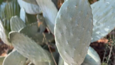Prickly pear cactus pads with soft focus background and sunlight creating a.. Stock Footage 327148499