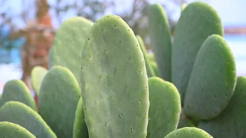 Prickly pear cactus pads swaying in gentle breeze close up shot of green su.. 库存影片 339409673
