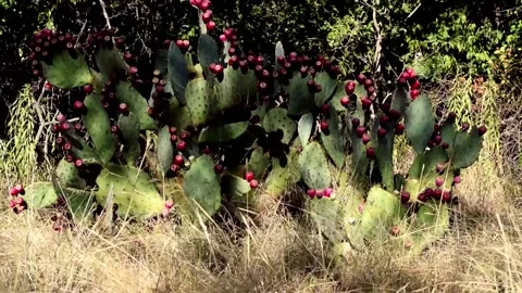 Prickly Pear cactus panning Stock Footage 137109579