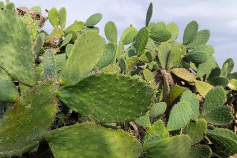 Prickly pear cactus patch in northern Israel Stock Photos