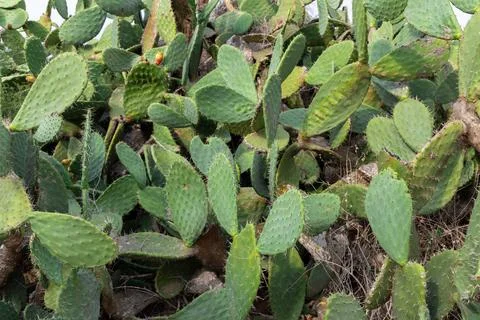 Prickly pear cactus patch in northern Israel Stock Photos
