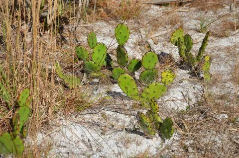 Prickly Pear Cactus Stock Photos