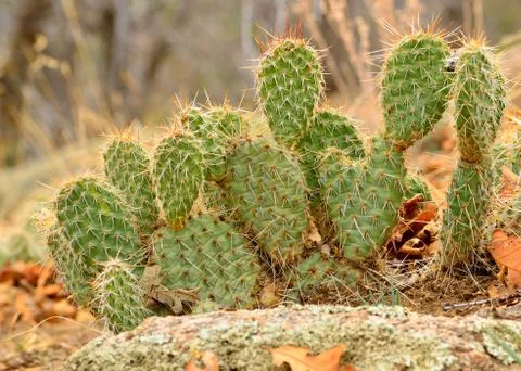 Prickly pear cactus Stock Photos