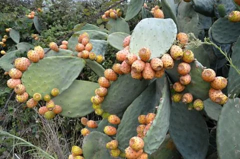 Prickly pear cactus Stock Photos