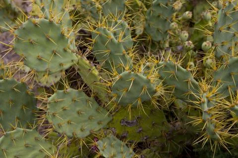 Prickly Pear Cactus Stock Photos