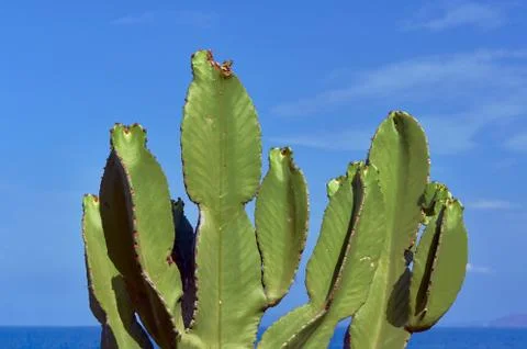 Prickly pear cactus Stock Photos
