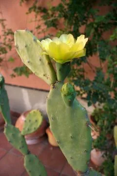 Prickly pear cactus Foto stock