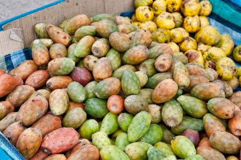 Prickly Pear Cactus Stock Photos