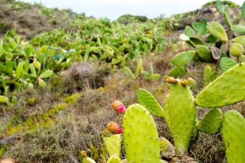 Prickly Pear Cactus Stock Photos