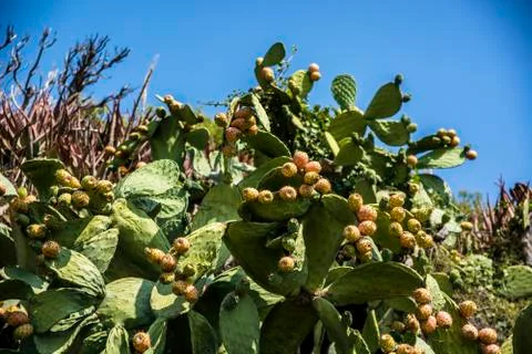 Prickly pear cactus Stock Photos