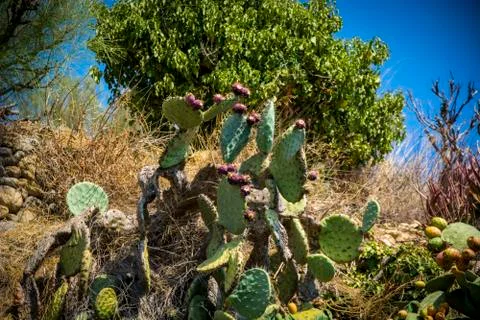 Prickly pear cactus Stock Photos