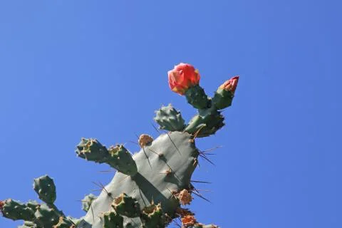 Prickly Pear Cactus Stock Photos