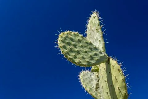 Prickly pear cactus Stock Photos