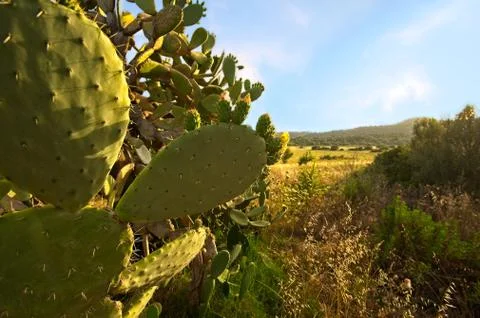 Prickly Pear Cactus Stock Photos