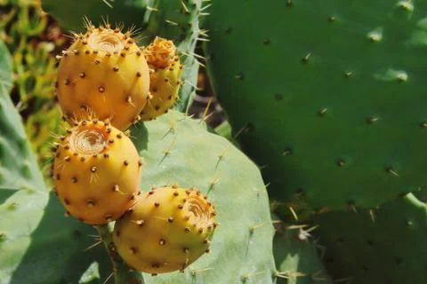 Prickly pear cactus Stock Photos