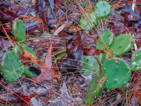 Prickly pear cactus 写真素材
