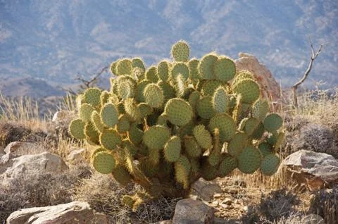 Prickly Pear Cactus Stock Photos