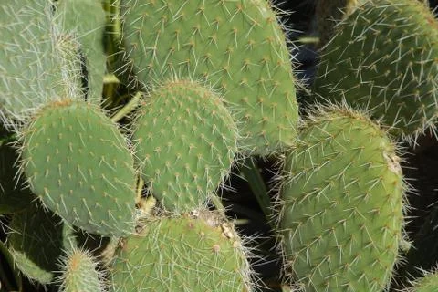 Prickly pear cactus Stock Photos