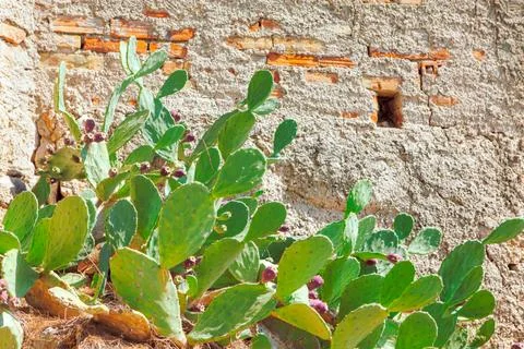Prickly Pear Cactus Stock Photos