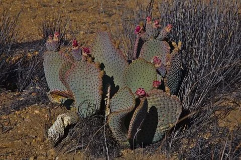 Prickly Pear Cactus Stock Photos