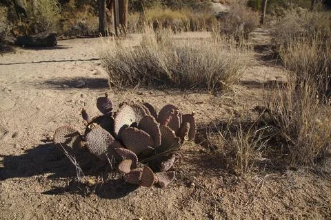 Prickly Pear Cactus Stock Photos