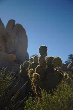 Prickly Pear Cactus Stock Photos