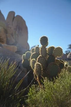 Prickly Pear Cactus Stock Photos