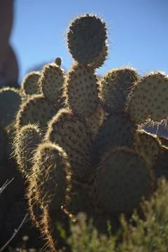 Prickly Pear Cactus Stock Photos