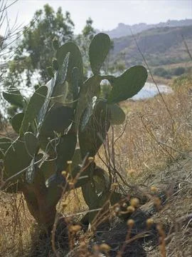 Prickly pear cactus Stock Photos