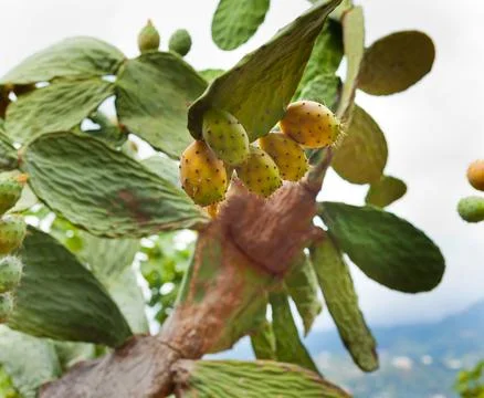 Prickly pear cactus Stock Photos