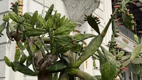 Prickly Pear Cactus Plant with Developing Red and Yellow Fruit Buds Foto stock