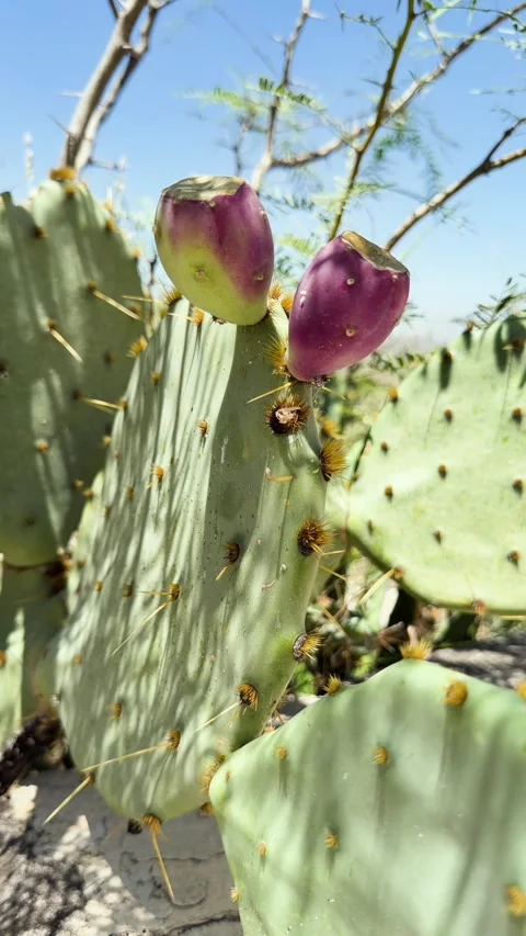 Prickly Pear Cactus with Red Fruit in Sunlit Desert Closeup Vertical Shot Stock Footage 344042893