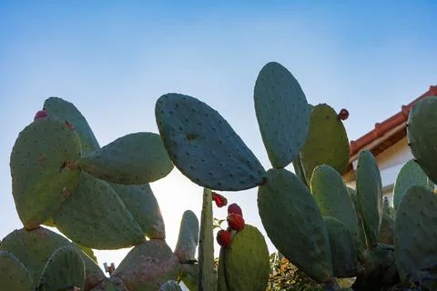 Prickly pear cactus with red fruit under blue sky Stock Photos