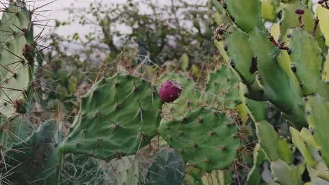 Prickly Pear Cactus with Ripe Fruit in Natural Landscape Stock Footage 327982324