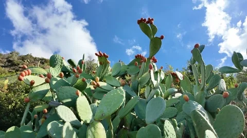 Prickly pear cactus with ripe fruit against blue sky Stock Footage 345266617