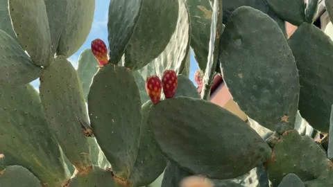 Prickly pear cactus with ripe red fruits growing outdoors in natural sunlight Stock Footage 330702145