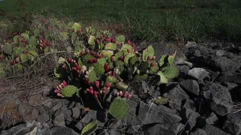 Prickly Pear Cactus in rocks. Stockbeeldmateriaal 67222485
